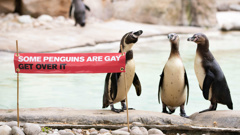 The gay couple went viral several years ago. (Photo / CNN)