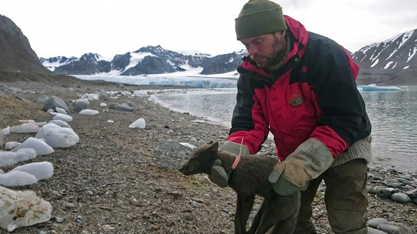 The fox's travel patterns have broken records for the species. (Photo / Supplied via CNN)