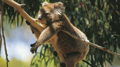 Koalas are currently listed as 'vulnerable' by the Australian government. (Photo / Getty)