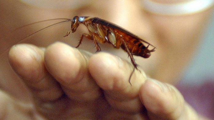 Ruud Kleinpaste: A short synopsis of the jobs Invertebrates hold