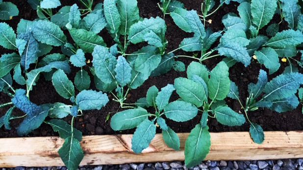 Mike van de Elzen: The benefits of kale