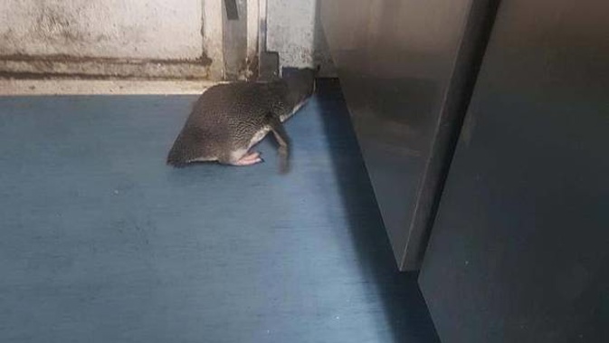 A penguin returns to the sushi shop. (Photo: RNZ / Charlotte Cook)