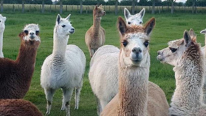 Landlord Sue Forbes said one of her farm alpacas nearly died when it ate rubbish left lying around by her tenant. Photo / File