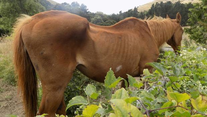 Tubby was found in a very thin body condition on Rufus Culliford's Tai Tapu property. Photo / Supplied
