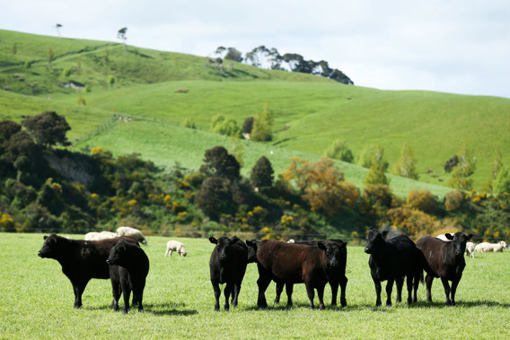 Federated Farmers says there is no cause for concern for farmers despite New Zealand's consistent run of above-average temperatures. (Photo / Getty)