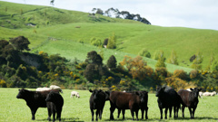 Federated Farmers says there is no cause for concern for farmers despite New Zealand's consistent run of above-average temperatures. (Photo / Getty)