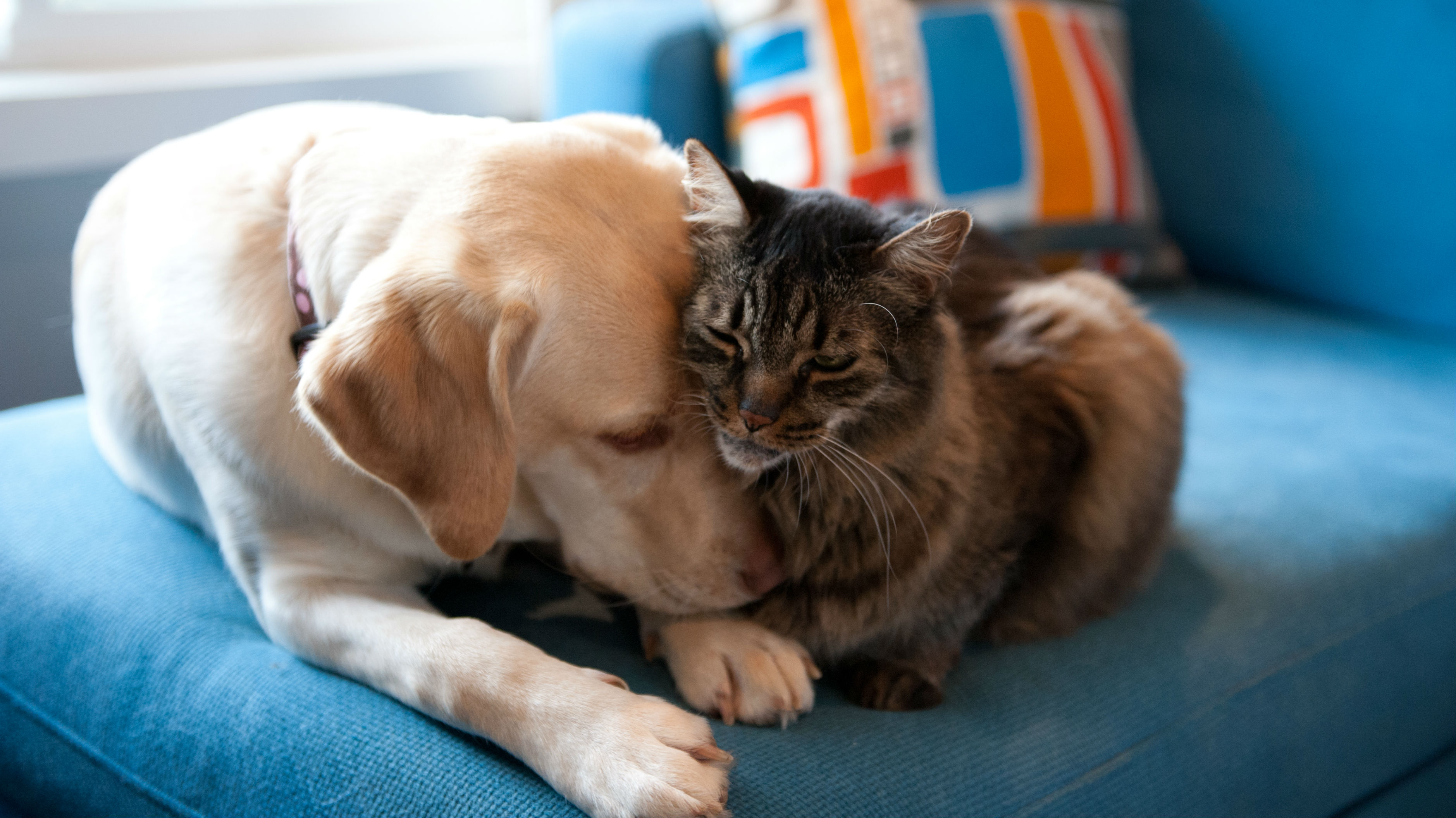 Pets are now ‘part of the family’ and factored into big decisions