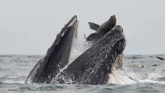 Chase Dekker has been watching whales his whole life but does not expect to see this ever again. (Photo / Chase Dekker)