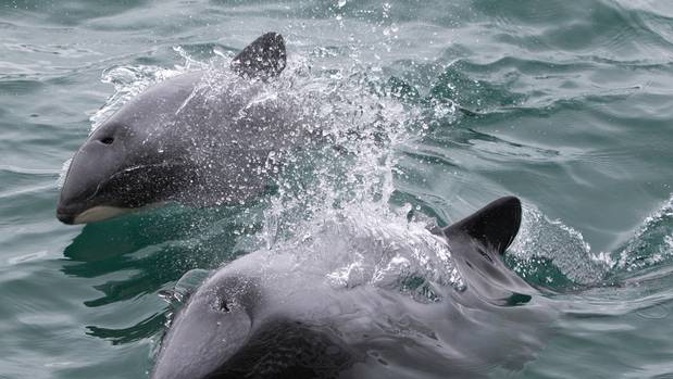 Hector's dolphins are a protected endangered species.