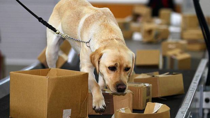Biosecurity dog Shyann at Auckland International Airport. Photo / Getty Images