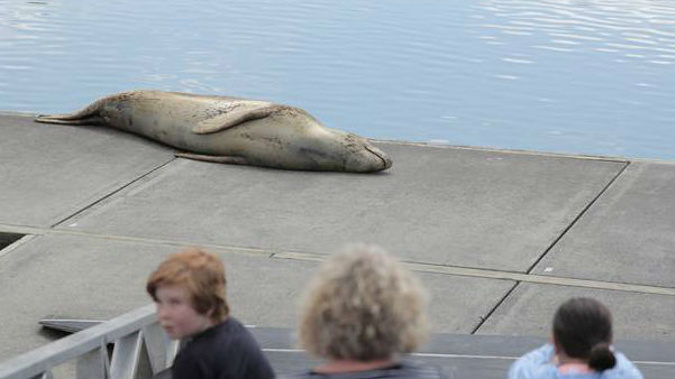 Owha the leopard seal spotted down at Taipari Strand on the Te Atatu Peninsula in Auckland this morning Monday. Photo / Michael Craig