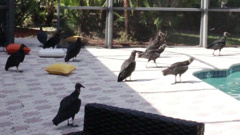 The vultures have caused havoc for some Florida residents. (Photo / CNN)