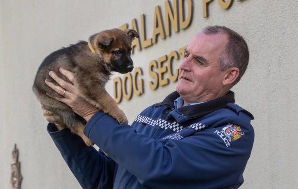 Inspector Todd Southall with one of puppies bred at the NZ Police dog training centre at Trentham. (Photo / Mark Mitchell)