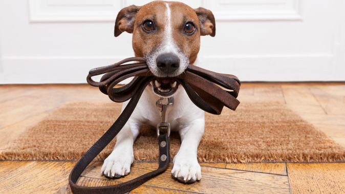 The study finds that people who own pets are more physically active then does who don;t. (Photo / Getty)