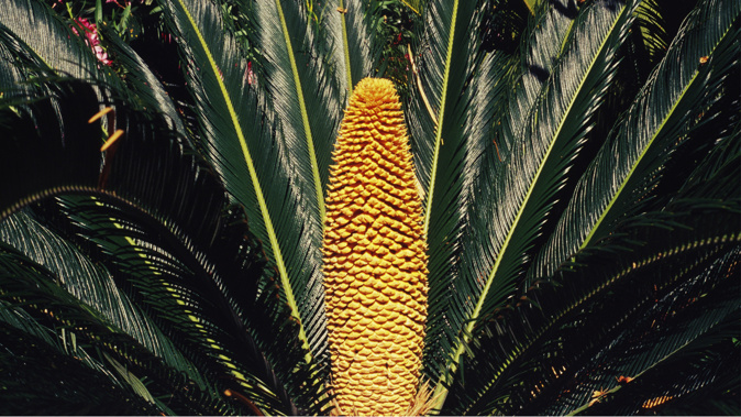 An example of a cycas revoluta cone. (Photo / Getty)