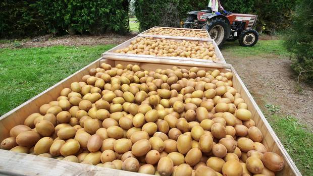 File Photo / John Stone