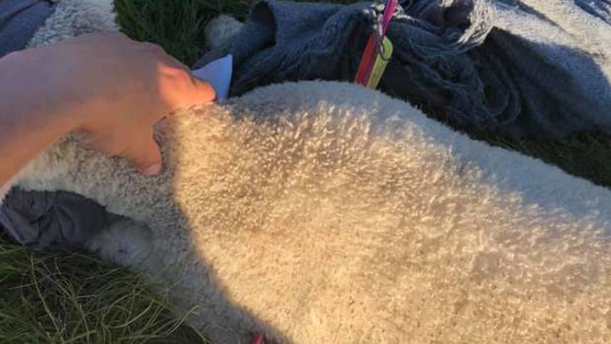 A Christchurch man and his friends found the lamb injured in the Port Hills. (Photo / Facebook)