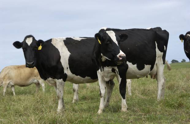 Photo / Dairy NZ