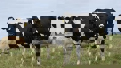 Photo / Dairy NZ