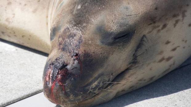 Marine experts and veterinarians would continue to monitor Owha's health after the incident. Photo / Alex Grabham