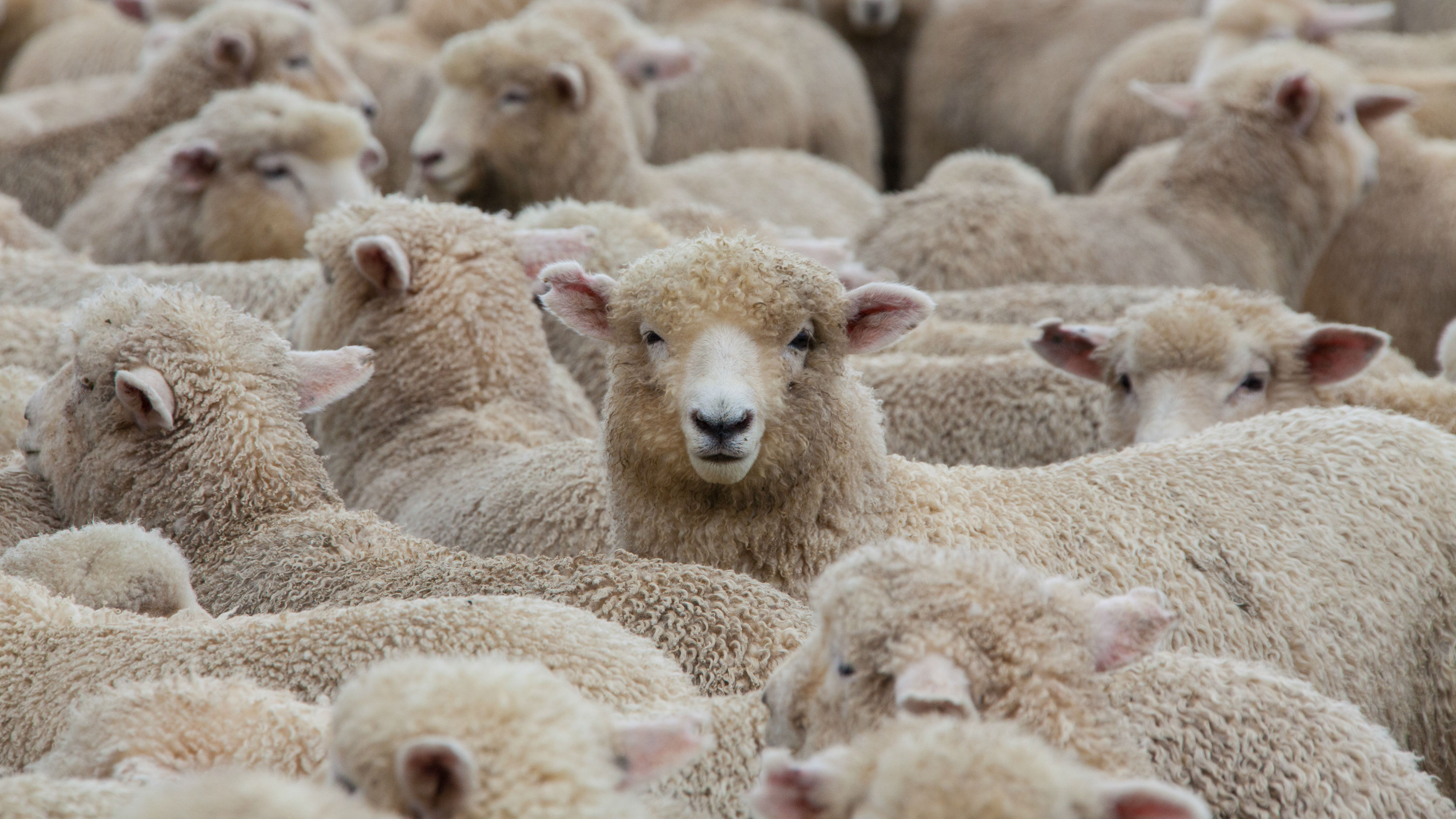 Brain Research Powered by Sheep: A Kiwi Approach to CTE
