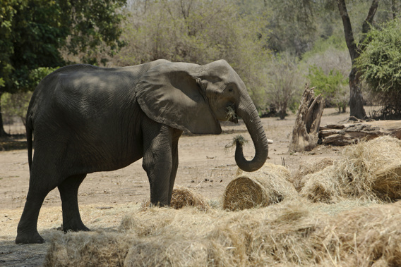 At least 105 elephants have died in Zimbabwe's wildlife reserves.