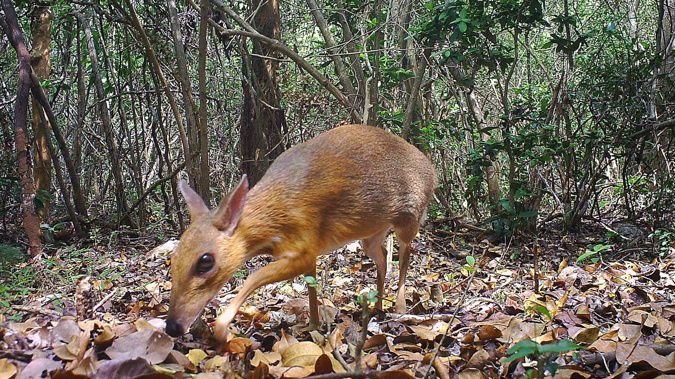 A camera trap photo of a silver-backed chevrotain, a deer-like creature that was thought lost to science but has been discovered living in the wild in Vietnam. (Photo / Southern Institute of Ecology via CNN)
