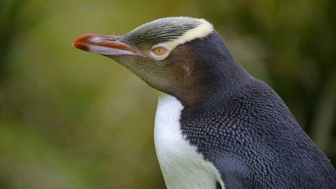 The hoiho won this year's vote. (Photo / File)