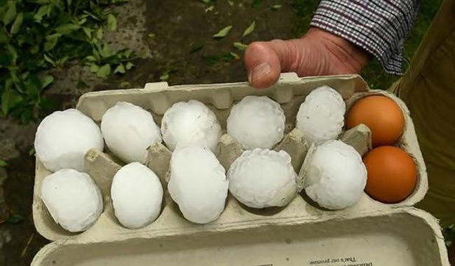 An egg tray shows the scale of some of the hailstones. (Photo / Luke McGoldrick)