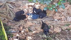 The Tauranga SPCA inspector happened upon the puppies by chance. (Photo / Supplied)