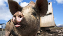NZ Pork submits petition asking for imported pork to meet same welfare standards as local pork