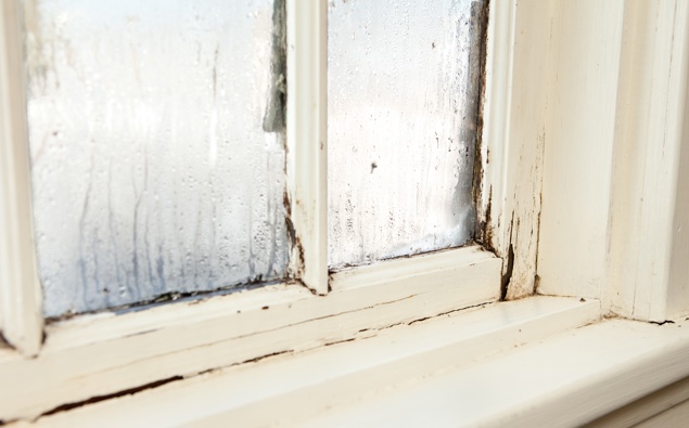 Mould is lurking in more than one-third of all Kiwi homes