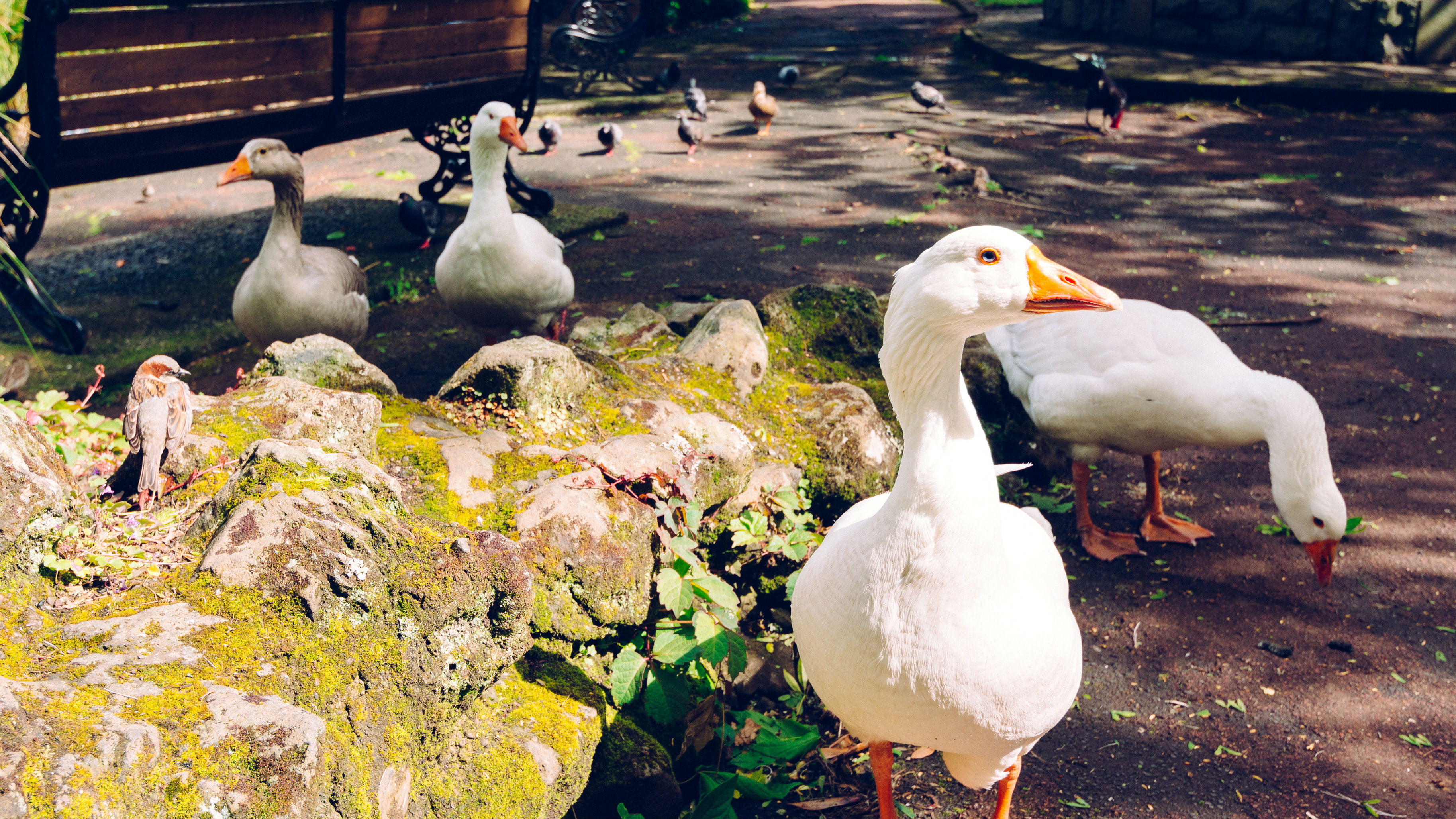 More than 140 geese at Auckland's Western Springs Park are to be trucked up north. (Photo / Getty)