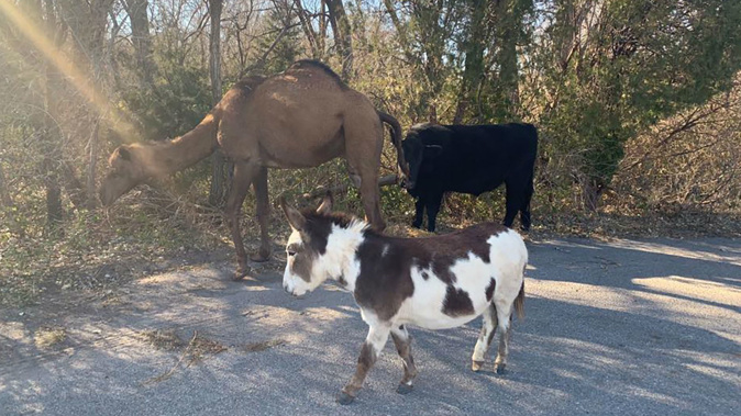 The animals escaped their pens and enjoyed a brief taste of freedom before being returned to their owner. (Photo Goddard Police Department / via CNN)