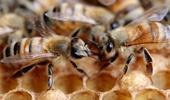 Bees- they keep us fed more than we give them credit for (Photo / File)