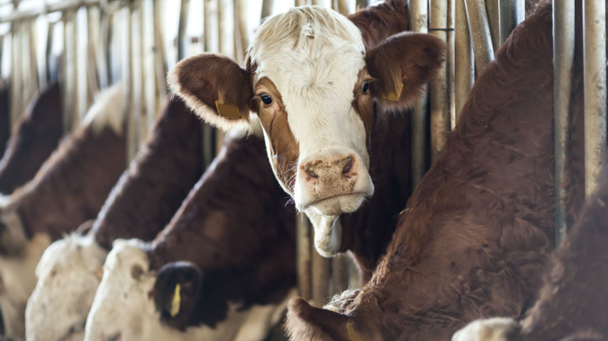 The South Island dairy farms cannot be sold to Canadians. (Photo / Getty)