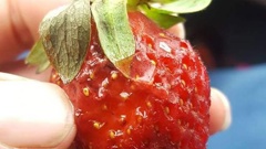 Glass was found on strawberries purchased at Pak'nSave. (Photo / Supplied)