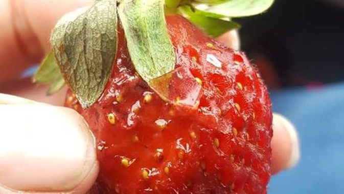 Glass was found on strawberries purchased at Pak'nSave. (Photo / Supplied)