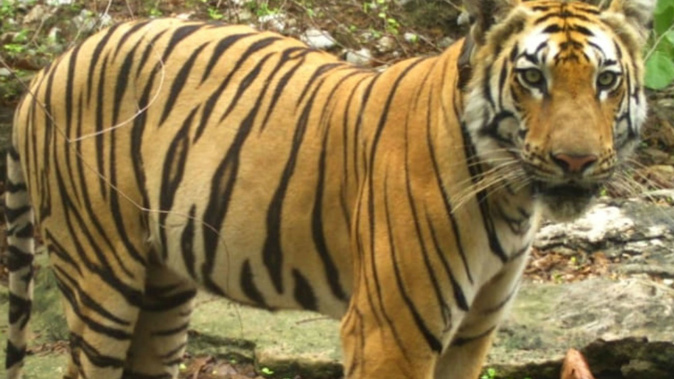 The tiger, known as T1-C1, was tracked on an epic 800-mile journey. (Photo / Maharashtra Forest Department via CNN)