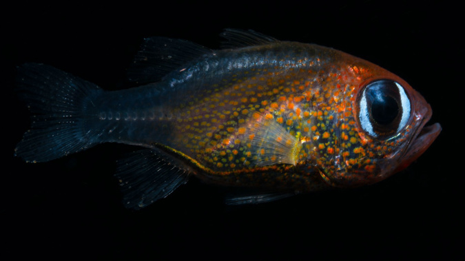 The cat-eyed cardinalfish was discovered this year. (Photo / Mark Erdmann via CNN)