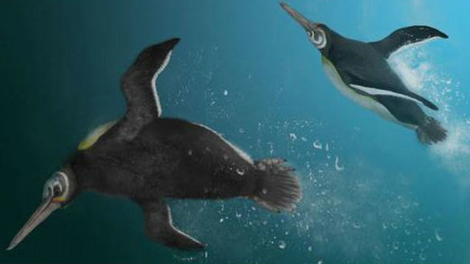 Artists' impression of Kupoupou stilwelli by Jacob Blokland. (Photo / Jacob Blokland)