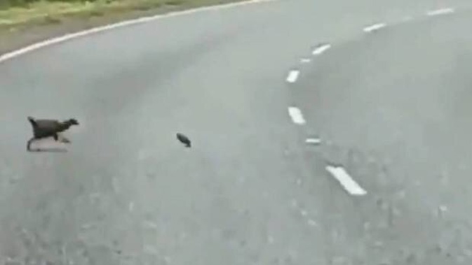 A weka was filmed chasing a stoat, turning the tables on one of its main predators. (Photo / Twitter, PredatorFreeNZ)