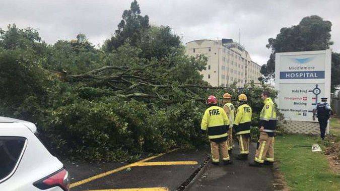 Three fire crews armed with chainsaws are attempting to remove a large tree blocking the northern end of Hospital Rd outside Middlemore Hospital. (Photo / Supplied)