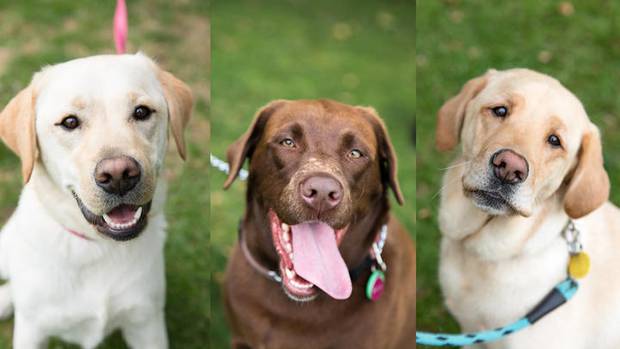 Labaradors, such as the three Bellas here, are the country's most popular dogs. (Photo / RNZ)