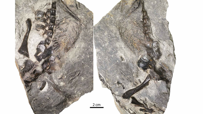300-million-year-old fossil shows an ancient lizard-like creature with its tail wrapped around what appears to be its offspring. (Image / Nature Ecology & Evolution via CNN)