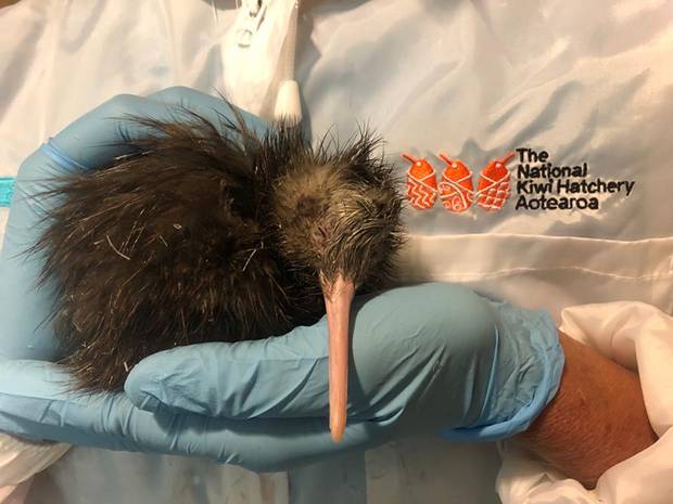 The National Kiwi Hatchery Aotearoa has welcomed its 2020th kiwi chick. Photo / Supplied