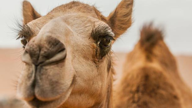 A woman on holiday in Morocco had a tough experience with a camel. Photo / Getty Images