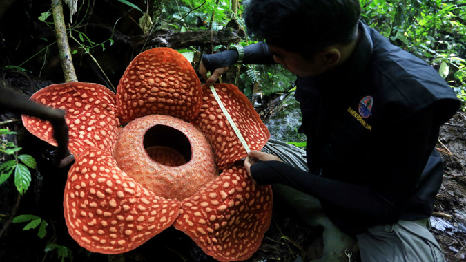 The rafflesia flower in a West Sumatran forest might be the largest flower ever recorded, Indonesian wildlife officials say. (Photo / Getty)