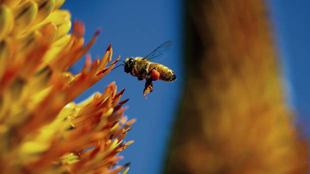 How growing demand of almond milk is killing billions of bees