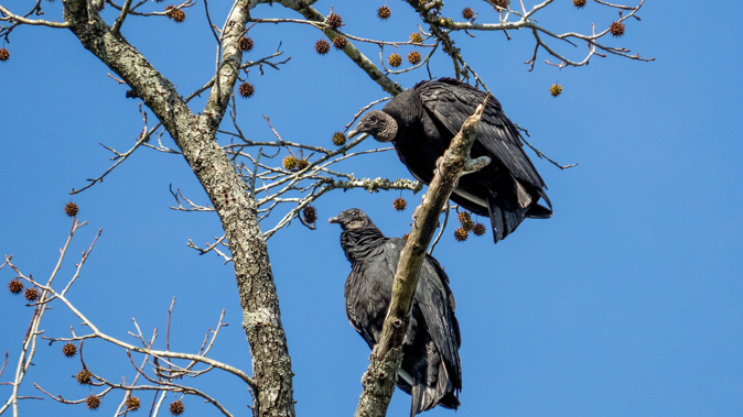 The vultures are causing havoc with their vomit. (Photo / 123RF)